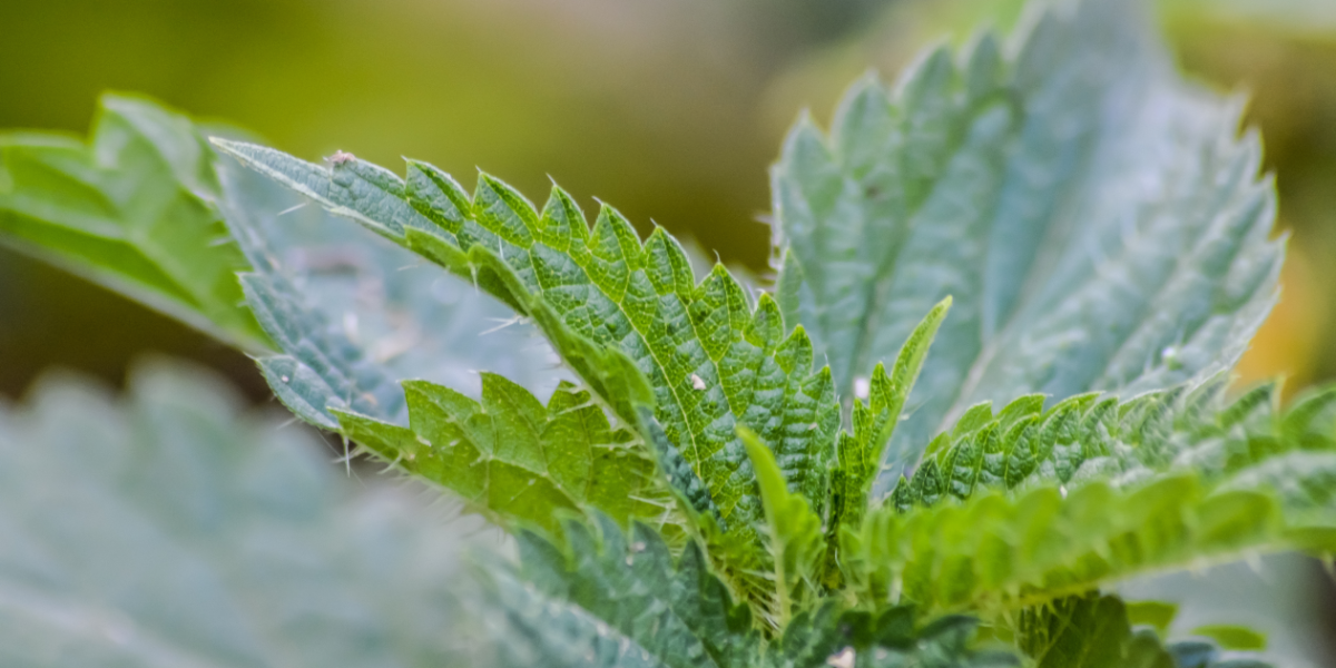 Le Feu de la Renaissance 